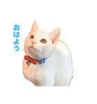 まっしろねこのおもちさん（個別スタンプ：1）