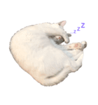 まっしろねこのおもちさん（個別スタンプ：2）