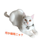 まっしろねこのおもちさん（個別スタンプ：3）