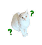 まっしろねこのおもちさん（個別スタンプ：4）