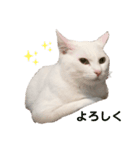 まっしろねこのおもちさん（個別スタンプ：5）