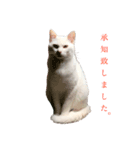 まっしろねこのおもちさん（個別スタンプ：6）