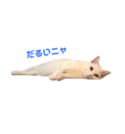 まっしろねこのおもちさん（個別スタンプ：7）