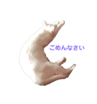 まっしろねこのおもちさん（個別スタンプ：8）