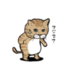 かわかわねこねこスタンプ（個別スタンプ：11）