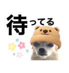 チワワのポポさん 8（個別スタンプ：20）