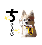 チワワのポポさん 8（個別スタンプ：39）