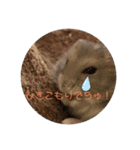 うちのかむジロースタンプ①（個別スタンプ：5）