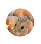 うちのかむジロースタンプ①（個別スタンプ：8）
