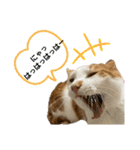 ねこちゃんたちのゆかいな日常（個別スタンプ：1）