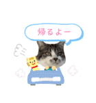 ねこちゃんたちのゆかいな日常（個別スタンプ：2）