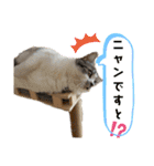 ねこちゃんたちのゆかいな日常（個別スタンプ：5）