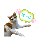 ねこちゃんたちのゆかいな日常（個別スタンプ：6）