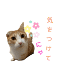 ねこちゃんたちのゆかいな日常（個別スタンプ：7）