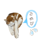 ねこちゃんたちのゆかいな日常（個別スタンプ：10）