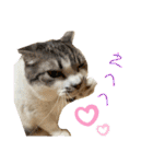 ねこちゃんたちのゆかいな日常（個別スタンプ：11）