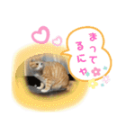 ねこちゃんたちのゆかいな日常（個別スタンプ：12）