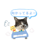 ねこちゃんたちのゆかいな日常（個別スタンプ：13）
