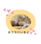 ねこちゃんたちのゆかいな日常（個別スタンプ：14）