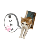 ねこちゃんたちのゆかいな日常（個別スタンプ：16）