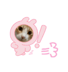 ねこちゃんたちのゆかいな日常（個別スタンプ：17）