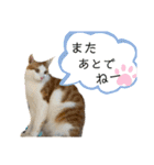 ねこちゃんたちのゆかいな日常（個別スタンプ：18）