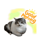ねこちゃんたちのゆかいな日常（個別スタンプ：19）