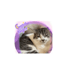 ねこちゃんたちのゆかいな日常（個別スタンプ：20）
