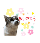 ねこちゃんたちのゆかいな日常（個別スタンプ：21）