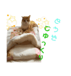 ねこちゃんたちのゆかいな日常（個別スタンプ：23）