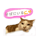 ねこちゃんたちのゆかいな日常（個別スタンプ：24）