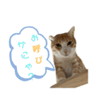 ねこちゃんたちのゆかいな日常（個別スタンプ：25）
