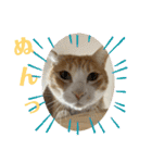ねこちゃんたちのゆかいな日常（個別スタンプ：26）
