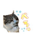 ねこちゃんたちのゆかいな日常（個別スタンプ：28）