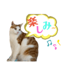 ねこちゃんたちのゆかいな日常（個別スタンプ：29）