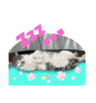 ねこちゃんたちのゆかいな日常（個別スタンプ：30）