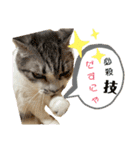 ねこちゃんたちのゆかいな日常（個別スタンプ：31）
