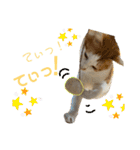 ねこちゃんたちのゆかいな日常（個別スタンプ：32）