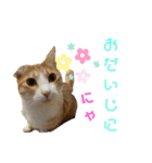 ねこちゃんたちのゆかいな日常（個別スタンプ：34）