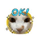 ねこちゃんたちのゆかいな日常（個別スタンプ：35）