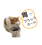 ねこちゃんたちのゆかいな日常（個別スタンプ：36）