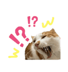 ねこちゃんたちのゆかいな日常（個別スタンプ：37）