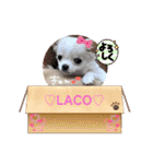 チワワ♡LACO♡（個別スタンプ：21）