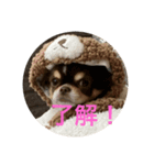 犬三昧ver18（個別スタンプ：1）