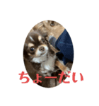 犬三昧ver18（個別スタンプ：3）