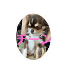 犬三昧ver18（個別スタンプ：4）