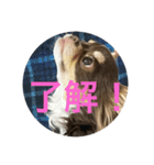 犬三昧ver18（個別スタンプ：5）