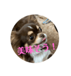 犬三昧ver18（個別スタンプ：6）