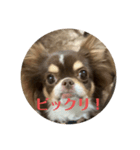 犬三昧ver18（個別スタンプ：7）
