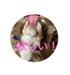 犬三昧ver18（個別スタンプ：8）